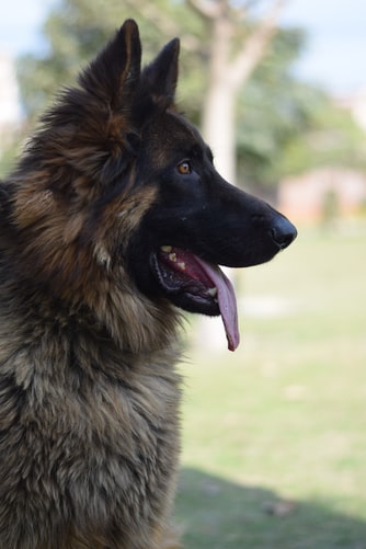 German Shephard Dog